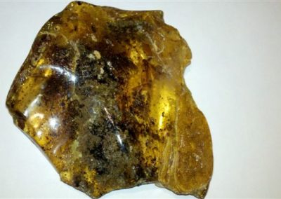 Amber | Fossils | Creation Critters | Lakeland