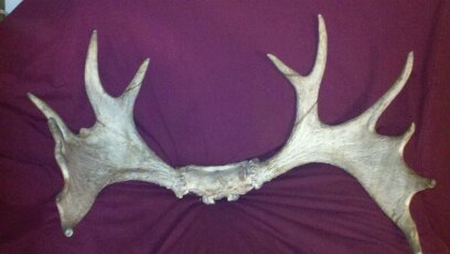 Canadian moose antlers | Creation Critters | Lakeland