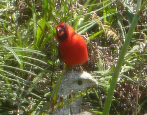 Cardinal | Creation Discovery Trail | Creation Critters | Lakeland