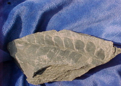 Fern Fossil | Fossils | Creation Critters | Lakeland