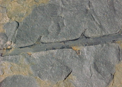 Fossils of thorns | Fossils | Creation Critters | Lakeland