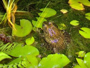 Frog hunting for his next meal | Creation Discovery Trail | Creation Critters | Lakeland
