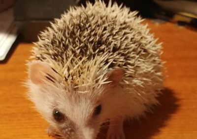 Hedgehog | Mammals | Creation Critters | Lakeland