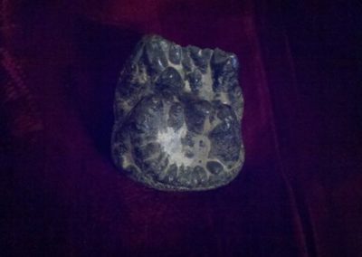 Piece of mastodon tooth | Fossils | Creation Critters | Lakeland