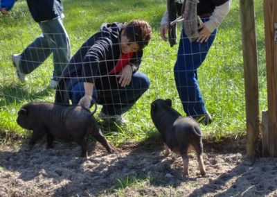 Pot belly pigs | Lighthouse Christian Learning Center Field Trip | Creation Critters | Lakeland