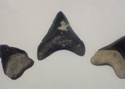 Shark Teeth | Fossils | Creation Critters | Lakeland