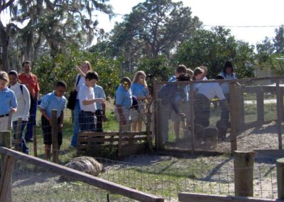 This is the biggest tortoise! | Brevard Christian School | Creation Critters | Lakeland