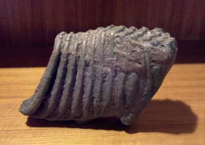 Wooly mammoth tooth | Fossils | Creation Critters | Lakeland