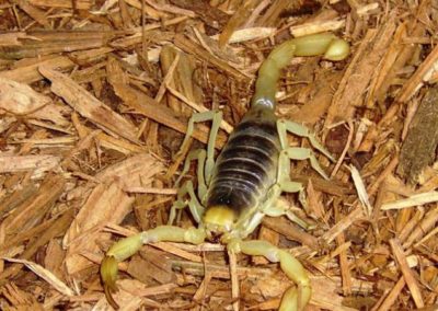 Desert hairy scorpion | Arachnids | Creation Critters | Lakeland