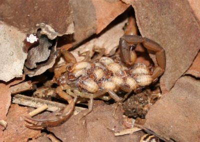 Scorpion with babies | Arachnids | Creation Critters | Lakeland
