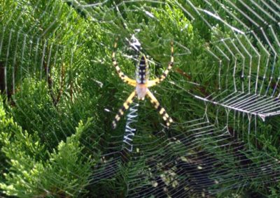 Spider in web | Arachnids | Creation Critters | Lakeland